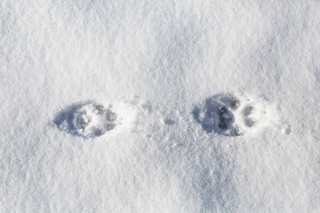 在雪霜动物的爪子的打印