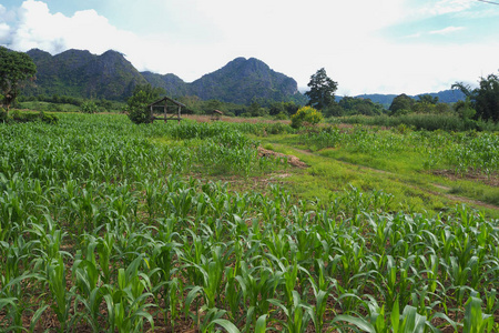 绿色玉米农场。 泰国