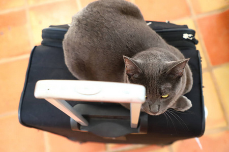 灰色的猫坐在手提箱上