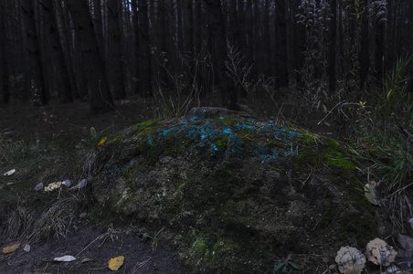 普通森林中不寻常的石头