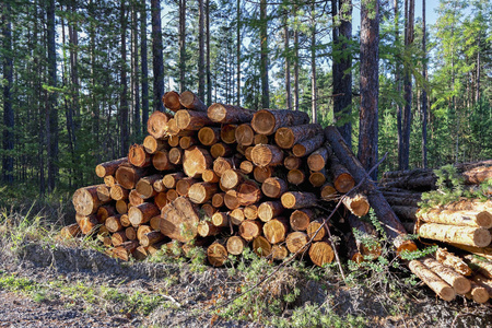 森林里松木的木头堆放在一堆里.照片