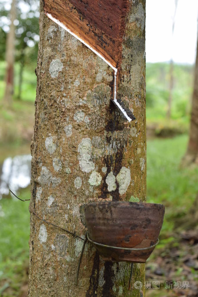 从泰国天然橡胶树的橡胶树源中提取的乳白色乳胶