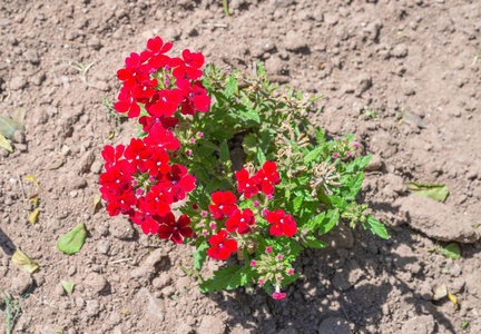 夏天花园里红色马鞭草的花. 马鞭草. 花的背景. 红花.照片