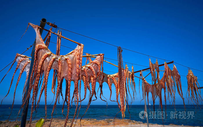 地中海太阳干燥的八爪蟾照片 正版商用图片14dz7o 摄图新视界 地中海太阳干燥的八爪蟾照片 正版商用图片14dz7o 摄图新视界
