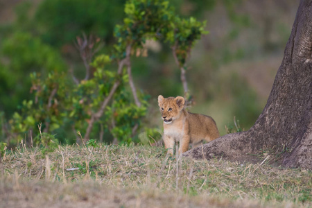 肯尼亚马赛马拉狩猎保护区的狮子幼崽