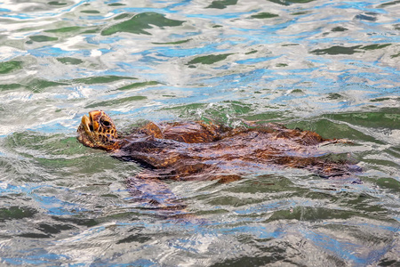 一只绿海龟在夏威夷毛伊附近游泳。