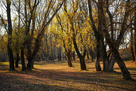 秋天的美丽的树木，白天明亮的阳光