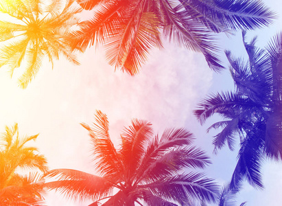 热带五颜六色的椰子棕榈树，夏季背景