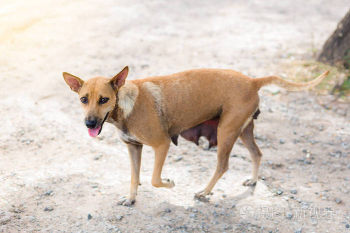 一只哺乳母狗泰国棕色狗