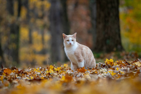 秋天，黄猫猫坐在树林里，被秋天的色彩包围着