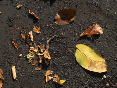 在去冬季系列的路上。 秋天落叶和种子的沥青道路表面。