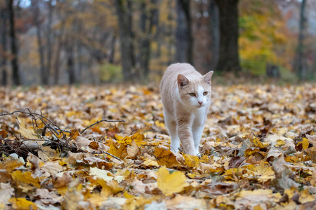 秋天的秋天，猫在树林里散步，周围是秋天的颜色