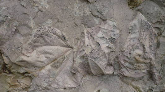 石头上的古代化石。 石头留下的叶子化石