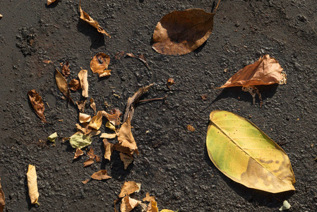 在去冬季系列的路上。 秋天落叶和种子的沥青道路表面。
