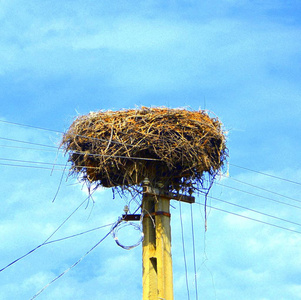 鹳巢。 罗马尼亚特兰西瓦尼亚平原的典型乡村景观。 阳光明媚的仲夏的绿色景观