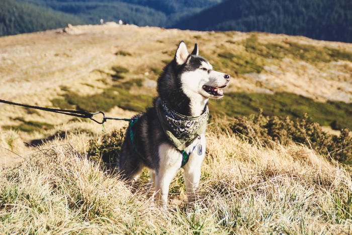 哈士奇狗去乌克兰喀尔巴阡山脉旅行. 山地旅行. 秋天的山和林. 阳光.