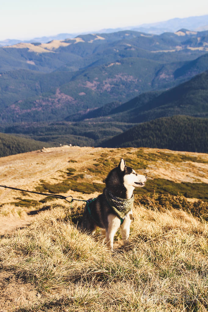 哈士奇狗去乌克兰喀尔巴阡山脉旅行山地旅行秋天的山和林阳光