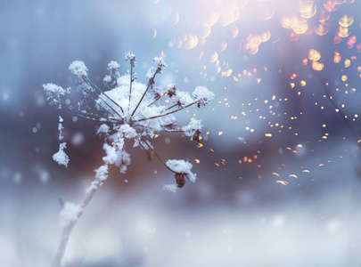 冰冻的花枝在美丽的冬季降雪水晶闪闪发光的背景