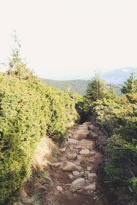 旅行乌克兰喀尔巴阡山脉。 山地旅行。 秋天的山和林。 阳光。 去希弗特拉的旅行。