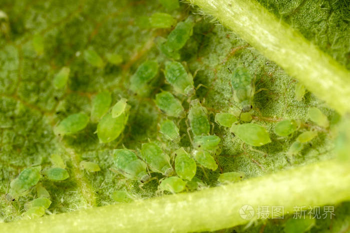 高倍镜下的蚜虫