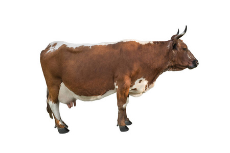 白色背景上分离的斑点牛照片