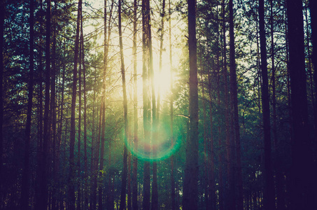 松树森林的轮廓映衬着太阳