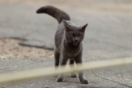 愤怒的俄罗斯蓝猫白天在城市里散步，阴天扩散自然光