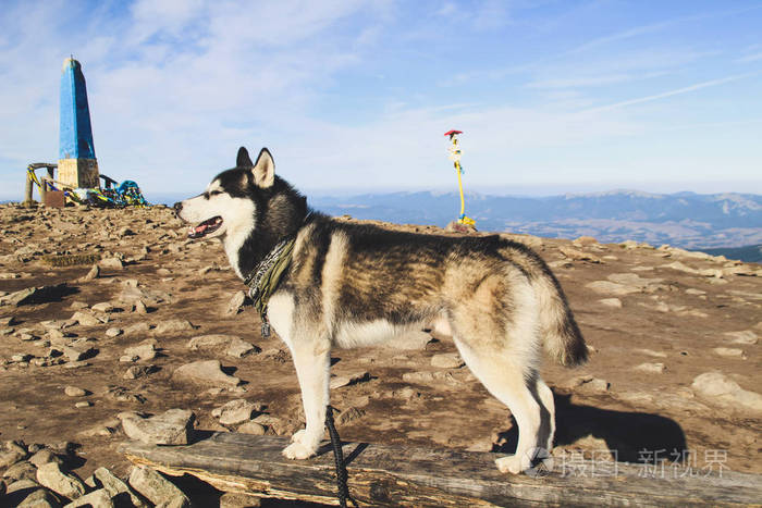 哈士奇狗去乌克兰喀尔巴阡山脉旅行山地旅行秋天的山和林阳光