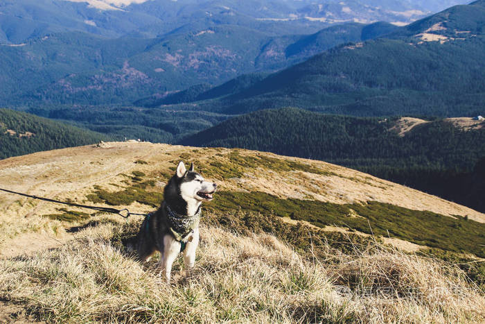 哈士奇狗去乌克兰喀尔巴阡山脉旅行山地旅行秋天的山和林阳光