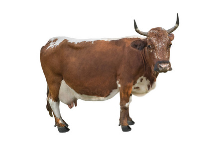 白色背景上分离的斑点牛照片