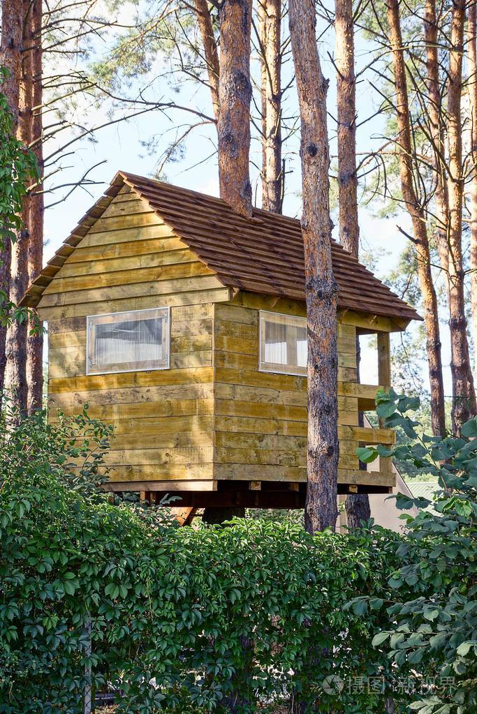 森林中松树上的木屋