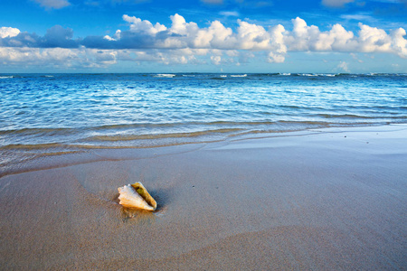 贝壳的冥想图片