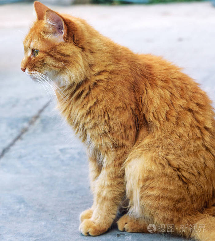 成年红毛绒猫侧着身子坐在街上紧紧地挨着