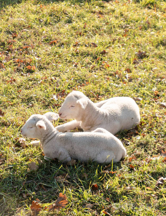 在温暖的阳光下两只白色的小羊羔在草地上互相拥抱互相躺着