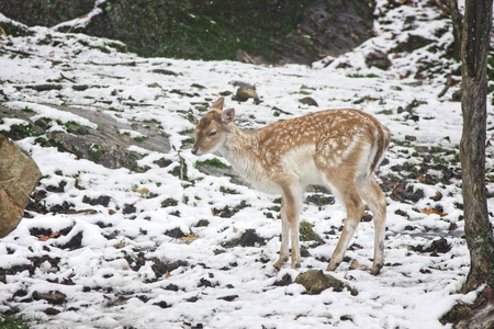 雪天森林里一只孤独的鹿图片