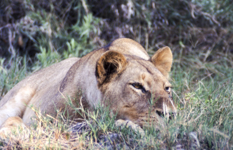狮子潘提拉利奥莫雷米野生动物保护区纳吉兰博茨瓦纳非洲