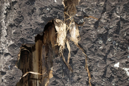 树干的老部分，树皮的一部分爆裂，外壳的一部分被移除