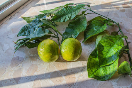 树枝上的绿橘图片