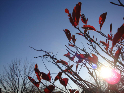 秋日红日的树枝，阳光灿烂的枫叶