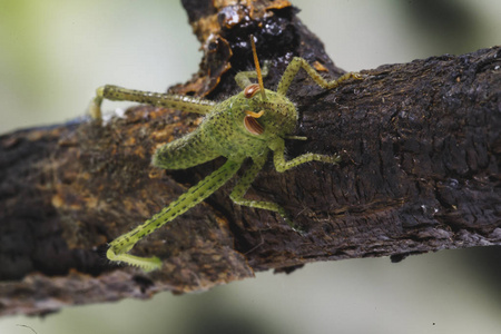 树枝上的小蟋蟀。 又小又绿的昆虫。