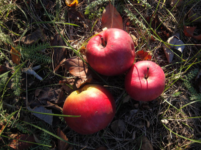 成熟的红苹果躺在树下的草地上