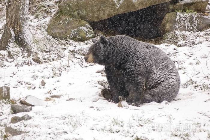 冬天暴风雪中一只孤独的熊