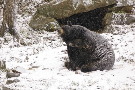 冬天暴风雪中一只孤独的熊