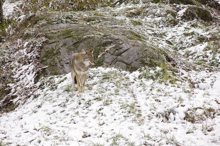 冬天雪落时孤独的野狼