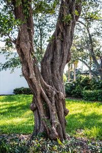佛罗里达劳德代尔堡沿河公园的一棵有趣的树。