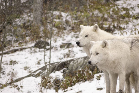 北极狼在冬天的场景图片