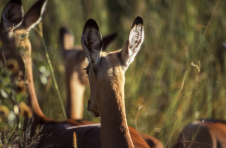 黑斑羚Aepyceros melampus，莫雷米野生动物保护区，Ngamiland，博茨瓦纳，非洲