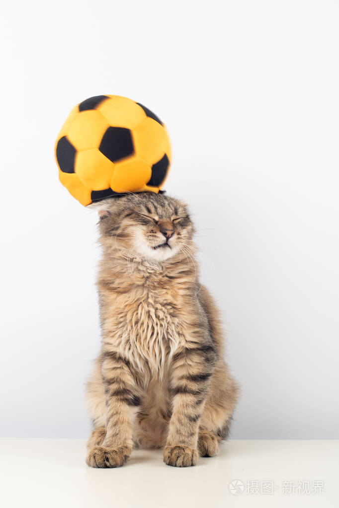 小四个月混血小猫白色背景与足球球