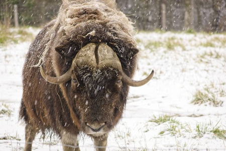 冬天暴风雪中的一头大麝牛