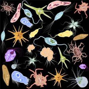 不同单细胞真核生物原生动物载体图解集